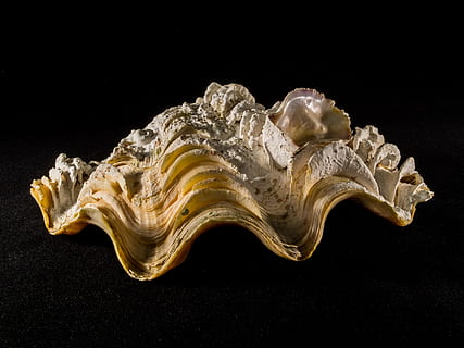 Schale, Kalk, schließen, schwarzer Hintergrund, einzelnes Objekt, keine Leute, Studioaufnahme, Nahansicht, drinnen, Muster, Stillleben, Design, Einfachheit, Bewegung, Mineral, Natur, Wasser, schwarze Farbe, Geologie, Edelstein, Tierwelt, kopieren sie platz, Quarz, 4K, CC0, gemeinfrei, lizenzfrei