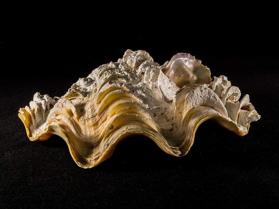 skal, kiselsten, tæt, sort baggrund, enkelt objekt, ingen mennesker, studio skud, tæt på, indendørs, mønster, stilleben, design, enkelhed, bevægelse, mineral, natur, vand, sort farve, geologi, dyrebar perle, dyreliv, kopiere plads, kvarts, 4K
