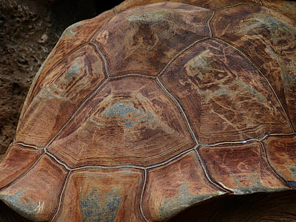 turtle, panzer, tortoise shell, pattern, giant tortoise, galápagos giant tortoise, geochelone nigra, geochelone, tortoise, testudinidae, animal, reptile, reptilia, close-up, animal wildlife, animal themes, brown, one animal, shell, vertebrate, animal shell, no people, outdoors, animals in the wild, nature, day, natural pattern, 4K, CC0, public domain, royalty free