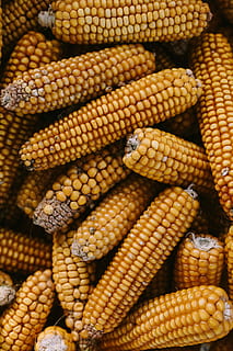 Corncobs, yellow, cooking, cereal, corn, corncob, maize, food, vegetable, agriculture, sweetcorn, organic, nature, corn - Crop, freshness, crop, ripe, farm, healthy Eating, husk, close-up, backgrounds, raw Food, vegetarian Food, corn on the cob, food and drink, full frame, wellbeing, large group of objects, no people, still life, day, for sale, pattern, 5K, CC0, public domain, royalty free