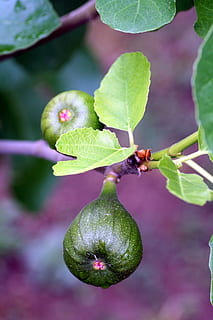 Feige, Baum, Feigenbaum, Frühling, Laub, Natur, Obst, Pflanzenteil, Blatt, Essen und Trinken, Wachstum, Pflanze, grüne Farbe, Lebensmittel, Frische, Nahansicht, gesundes Essen, Fokus auf den Vordergrund, Tag, Schönheit in der Natur, keine Leute, Insekt, Ast, wirbellos, draußen, reif, 2K, CC0, gemeinfrei, lizenzfrei