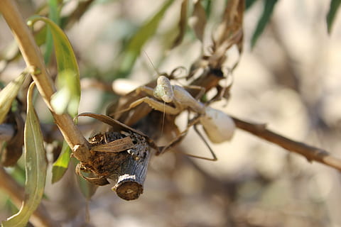 mantis, insecte, error, vida salvatge, resant, invertebrat, depredador, naturalesa, mirant, salvatge, criatura, camuflatge, blanc, primer pla, planta, centrar-se en primer pla, cap gent, branca, animals a la natura, dia, fauna animal, temes d'animals, animal, un animal, enfocament selectiu, arbre, a l'aire lliure, part de la planta, full, 5K, CC0, domini públic, lliure de regalies
