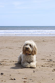 Sarı, labradoodle, yalan söyleme, kıyı, plaj, köpek, top, cockapoo, köpek yavrusu, yaz, kum, Evcil Hayvan, hayvan, okyanus, deniz, Su, tatil, sevimli, eğlence, mutlu, Güneş, dış mekan, boş, sahil, oyun, doğa, genç, dalgalar, şakacı, arkadaş, seyahat, imtiyaz, Evcil Hayvanlar, bir hayvan, memeli, arazi, hayvan temaları, yerli, ufuk, gökyüzü, su üzerinde ufuk, kameraya bakıyor, insansız, saç, Shih Tzu, küçük, 5K, CC0, kamu malı, telif ücretsiz
