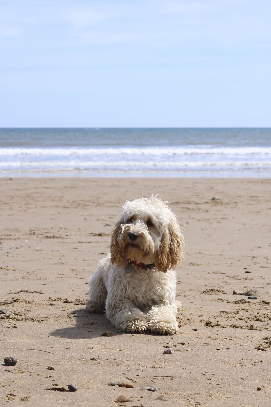 žlutá, labradoodle, ležící, pobřeží, pláž, Pes, míč, cockapoo, štěně, letní, písek, domácí zvíře, zvíře, oceán, moře, voda, roztomilý, zábava, šťastný, slunce, venkovní, volný čas, psí, Dovolená, hrát si, Příroda, mladý, vln, hravý, příteli, cestovat, honoráře, domácí mazlíčci, jednoho zvířete, savec, přistát, zvířat, domácí zvířata, domácí, horizont, nebe, horizont nad vodou, při pohledu na fotoaparát, nikdo, vlasy, shih tzu, malý, 5K