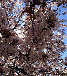 bella primavera, florint, arbre, flor, florir, primavera, planta, natural, rosa, estiu, planta amb flors, vista d’angle baix, creixement, fragilitat, branca, vulnerabilitat, bellesa a la natura, frescor, dia, naturalesa, cap gent, cel, primer pla, flor de cirerer, a l'aire lliure, cirerer, 1080P, CC0, domini públic, lliure de regalies