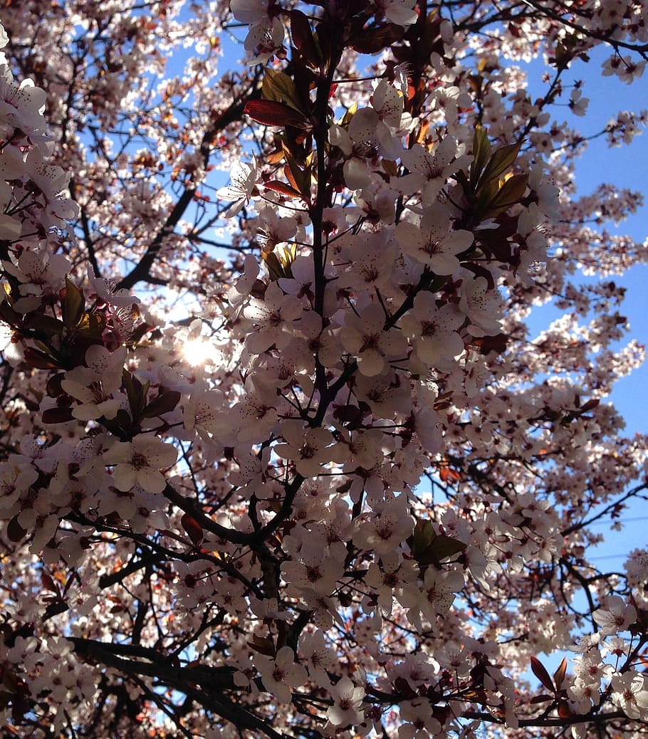 bella primavera, florint, arbre, flor, florir, primavera, planta, natural, rosa, estiu, planta amb flors, vista d’angle baix, creixement, fragilitat, branca, vulnerabilitat, bellesa a la natura, frescor, dia, naturalesa, cap gent, cel, primer pla, flor de cirerer, a l'aire lliure, cirerer, 1080P
