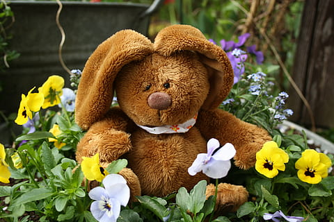 easter, hare, easter bunny, flowers, spring, easter greetings, teddy Bear, bear, toy, cute, gift, childhood, flower, flowering plant, stuffed toy, plant, animal representation, brown, representation, no people, close-up, nature, freshness, growth, day, fragility, softness, vulnerability, yellow, beauty in nature, flower head, outdoors, 4K, CC0, public domain, royalty free