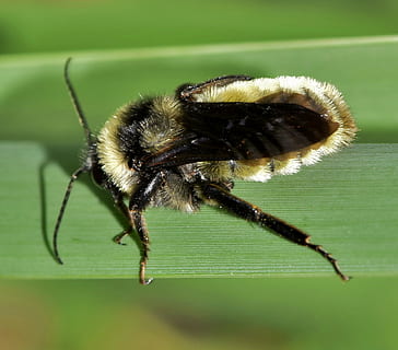 albină, bondar, insectă, insectoidă, poleniza, polenizare, polen, insectă înțepată, insectă zburatoare, insecte stinging, ustura, intepatura de albina, natură, animale sălbatice, floră, faună, creatură, botanică, biologie, entomologie, artropod, nevertebrat, animale în sălbăticie, un animal, animale tematice, animal, a închide, Culoarea verde, nici o persoana, selectiv, să se concentreze asupra primelor elemente, parte a plantelor, frunze, zi, plantă, în aer liber, animal aripă, 2K, CC0, domeniu public, fără drepturi de autor