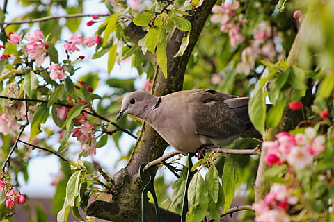 Brun, fugl, træ gren, træ, aborre, natur, dyreliv, dyr, fjer, næb, Due, vinge, naturlig, blad, vild, grå, aviær, perched, portræt, fred, fjerdragt, dyre temaer, plante, hvirveldyr, dyr i naturen, et dyr, blomst, blomstrende plante, perching, vækst, afdeling, skønhed i naturen, plante del, ingen mennesker, udendørs, 5K, CC0, offentligt domæne, royaltyfrie