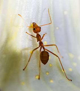 formica rossa, macro, insetto, formica, un animale, ragno, fauna selvatica, temi animali, animali allo stato selvatico, invertebrato, animale, avvicinamento, messa a fuoco selettiva, nessuno, natura, parte del corpo animale, giorno, parte vegetale, fragilità, pianta, foglia, artropodo, gamba animale, 1080P, CC0, dominio pubblico, privo di copyright