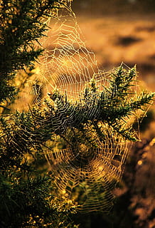 edderkop, web, træ, insekt, trumf, jagt, solnedgang lys, efterår, aften, plante, natur, vækst, ingen mennesker, tæt på, fokus på forgrunden, skrøbelighed, skønhed i naturen, dag, edderkoppespind, sårbarhed, udendørs, afdeling, selektiv fokusering, ro, sollys, plante del, blad, mønster, kompleksitet, nåletræ, 1080P, CC0, offentligt domæne, royaltyfrie