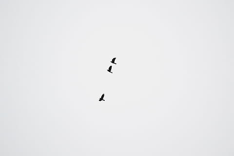 corona, uccelli, corvi neri, cielo, nero, volante, Ali, uccelli che volano, uccello, temi animali, animale, animali allo stato selvatico, vertebrato, fauna selvatica, gruppo di animali, copia spazio, mezz'aria, Inquadratura dal basso, cielo sereno, natura, giorno, nessuno, silhouette, due animali, all'aperto, movimento, 4K, CC0, dominio pubblico, privo di copyright