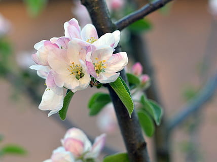Frühling, Apfelbaum, blühen, Blumen, blühender Baum, Garten, Baum, Ast, Gartenarbeit, blühender Apfelbaum, grüne Blätter, lebende Natur, Apfelblüte, Blume, blühende Pflanze, Pflanze, Frische, Schönheit in der Natur, Zerbrechlichkeit, pinke Farbe, Verletzlichkeit, Nahansicht, Fokus auf den Vordergrund, Wachstum, Blütenblatt, Natur, keine Leute, Blütenkopf, Blütenstand, selektiver Fokus, Tag, draußen, Pollen, Kirschblüte, Kirschbaum, 4K, CC0, gemeinfrei, lizenzfrei