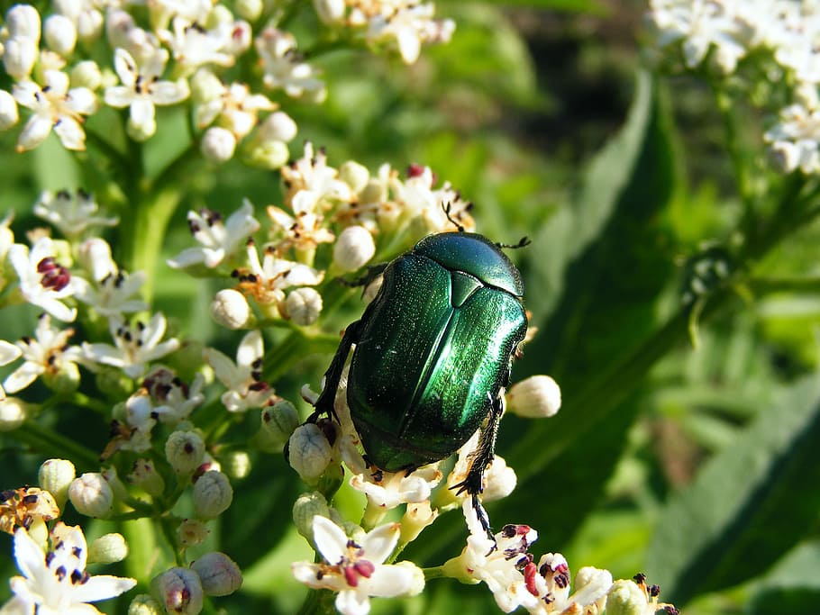Zielony, robaki, owady, latać, muchy, kwiaty, biały, kwitnie, nektar, pyłek, zapylanie, karmienie, ogród botaniczny, rośliny, flora, błyszczący, świecący, świeci, lśniący, makro, dzikiej przyrody, zielony czerwca chrząszcz, czerwiec, cotinis nitida, roślina, kwiat, roślina kwitnąca, zielony kolor, wzrost, piękno natury, tematy zwierzęce, wrażliwość, zbliżenie, kruchość, zwierzę, jedno zwierzę, owad, zwierzęca przyroda, skupić się na pierwszym planie, Natura, zwierzęta na wolności, dzień, świeżość, żadnych ludzi, głowa kwiatu, na dworze, 2K
