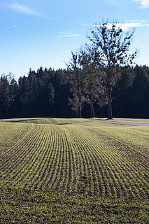paesaggio, arabile, primavera, terra, verde, frisch, serie, graficamente, cereali invernali, gennaio, foresta, pioppi, albero, pianta, cielo, scena tranquilla, la tranquillità, bellezza nella natura, campo, crescita, scenics - natura, agricoltura, natura, giorno, nessuno, scena rurale, ambiente, colore verde, azienda agricola, all'aperto, piantagione, 4K, CC0, dominio pubblico, privo di copyright