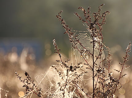 bokeh fotografering, web, anlegg, tatt, dagtid, spindelvev, dugg, fuktig, dewdrop, Lukk, nettverk, natur, landlige scene, sommer, blomst, skjønnhet i naturen, utendørs, kornblanding, eng, felt, fokusere på forgrunnen, vekst, nærbilde, ingen folk, skjørhet, dag, sårbarhet, ro, tørke, sollys, selektiv fokusering, gren, tre, blomstrende plante, friskhet, visnet plante, død plante, blomsterhodet, 4K, CC0, offentlig domene, opphavsrett gratis