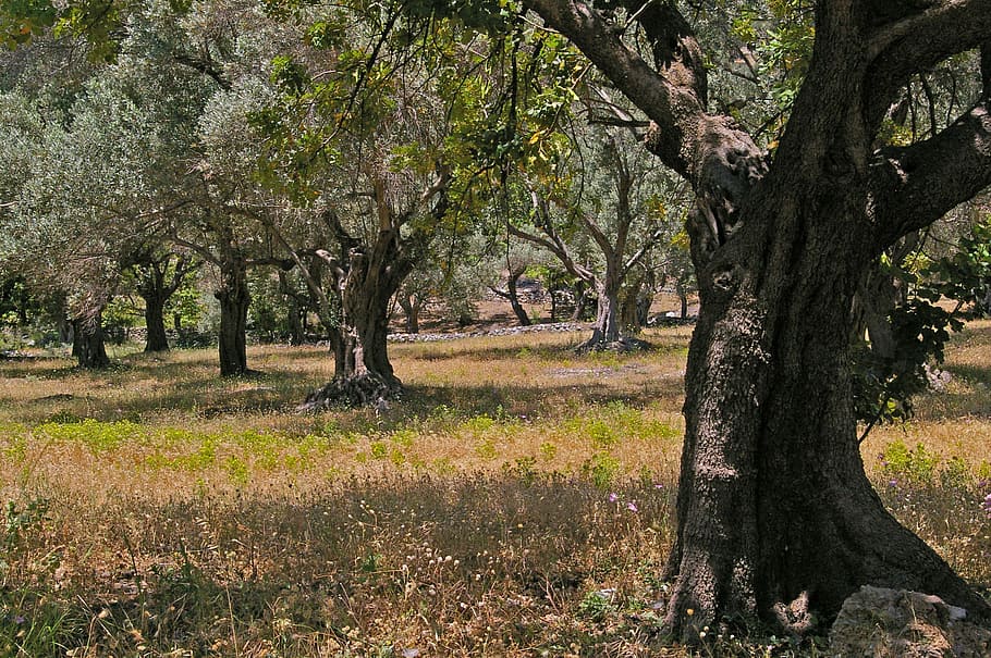 oliveres, vell, olivera, registre, fusta, olives, arbre, plantació, menjar, grassa, oli, cuina, saludable, nutrició, alimentació, prat, estiu, Grècia, samos, festa, calor, senderisme, herbes, fulles, planta, tronc de l'arbre, tronc, creixement, naturalesa, tranquil·litat, terra, cap gent, bellesa a la natura, dia, herba, bosc, camp, a l'aire lliure, escena tranquil·la, escenics - natura, llum solar, parc, branca, 2K