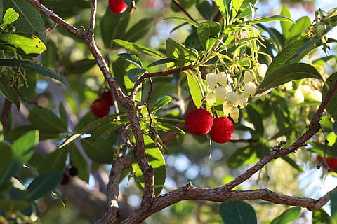 Obst, Baum, Natur, Blatt, Ast, Erdbeerbaum, gesundes Essen, Lebensmittel, Wachstum, Essen und Trinken, Pflanzenteil, rot, Frische, Pflanze, Beerenfrucht, Fokus auf den Vordergrund, Wohlbefinden, keine Leute, Tag, reif, Nahansicht, draußen, 5K, CC0, gemeinfrei, lizenzfrei