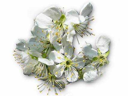 bunga sakura, neraka, putih, musim semi, bangkit, bee pollen, terpencil, mekar, berkembang, bunga, menanam, tanaman berbunga, kesegaran, warna putih, keindahan di alam, tembakan studio, latar belakang putih, alam, memotong, tidak ada orang, dalam ruangan, merapatkan, kerapuhan, pertumbuhan, kepala bunga, kerentanan, hal berkembang, daun bunga, herba, merangkai bunga, seikat bunga, buket, 2K, CC0, domain publik, bebas royalti