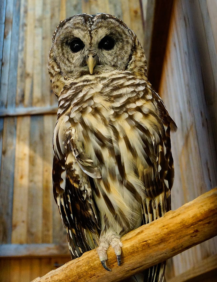 selettivo, fotografia a fuoco, Marrone, nero, gufo, ramo, albero, fienile, uccello, temi animali, vertebrato, fauna selvatica, animali allo stato selvatico, animale, uccello rapace, appollaiati, un animale, legno - materiale, concentrarsi sulle conoscenze acquisite, avvicinamento, nessuno, giorno, Inquadratura dal basso, becco, guardando la fotocamera, natura, zoologia, 2K