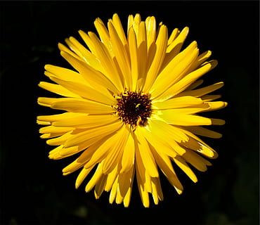 flor groga, groc, flor, macro, tir, fragilitat, pètal, cap de flor, frescor, planta, cap gent, fons negre, naturalesa, planta amb flors, bellesa a la natura, vulnerabilitat, inflorescència, creixement, primer pla, pol·len, tir de l'estudi, centrar-se en primer pla, directament a sobre, gira-sol, 1080P, CC0, domini públic, lliure de regalies