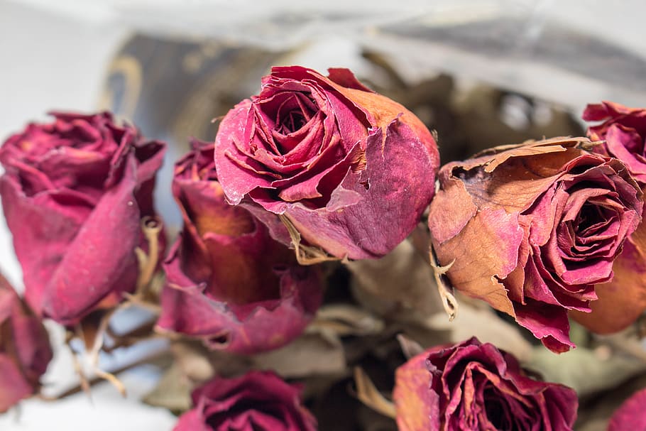 vecchio, rosso, Rose, fiore, pianta fiorita, rosa, pianta, bellezza nella natura, avvicinamento, petalo, freschezza, vulnerabilità, fragilità, testa di fiore, infiorescenza, natura, nessuno, colore rosa, concentrarsi sulle conoscenze acquisite, messa a fuoco selettiva, all'aperto, pianta appassita, composizione floreale, un mazzo di fiori, mazzo, 5K