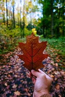 Blatt, Herbst, Ahorn, Herbst, Blatt, Ahorn, Pflanzenteil, Veränderung, menschliche Hand, Ahornblatt, Natur, persönliche Perspektive, echte Menschen, Baum, nicht erkennbare Person, trocken, Pflanze, Tag, eine Person, Fokus auf den Vordergrund, Hand, halten, Finger, menschlicher Finger, Körperteil, draußen, Herbstkollektion, Blätter, natürlicher Zustand, 5K, CC0, gemeinfrei, lizenzfrei