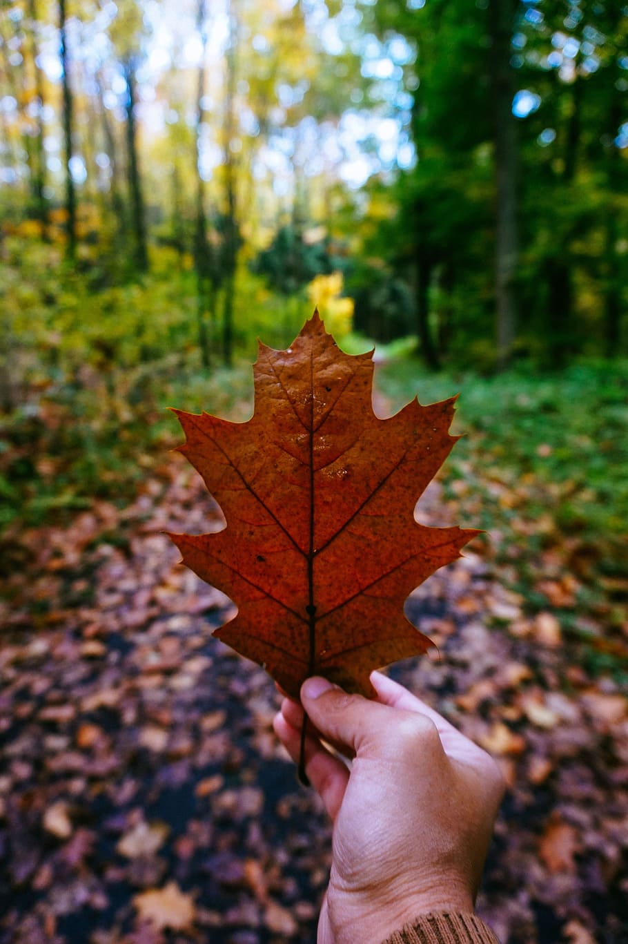 Blatt, Herbst, Ahorn, Herbst, Blatt, Ahorn, Pflanzenteil, Veränderung, menschliche Hand, Ahornblatt, Natur, persönliche Perspektive, echte Menschen, Baum, nicht erkennbare Person, trocken, Pflanze, Tag, eine Person, Fokus auf den Vordergrund, Hand, halten, Finger, menschlicher Finger, Körperteil, draußen, Herbstkollektion, Blätter, natürlicher Zustand, 5K