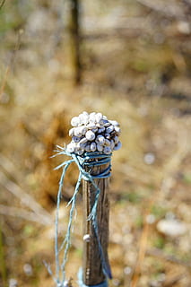 snegle, snegl shell, snegle skaller, heath snegle, xeropicta ru tina, syd for Frankrig, provence, masse, masseindsamling, stolpe, hvid, hvid snegl, natur, fokus på forgrunden, plante, dag, tæt på, jord, Mark, ingen mennesker, vækst, udendørs, selektiv fokusering, skønhed i naturen, plantestamme, tør, sårbarhed, skrøbelighed, friskhed, mad, blomst, ro, 5K, CC0, offentligt domæne, royaltyfrie