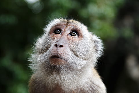 gris, fotografia de tret macro, mico, tret macro, fotografia, mira, Malàisia, cara, salvatge, calma, jungla, animal, un animal, animals a la natura, retrat, fauna animal, cap d’animals, mirant la càmera, temes d'animals, primat, mamífer, centrar-se en primer pla, vertebrats, primer pla, mirant, part del cos dels animals, cap gent, dia, pèl d’animals, mirant cap a fora, bosc, cabell, ull d’animals, contemplació, musell, 4K, CC0, domini públic, lliure de regalies