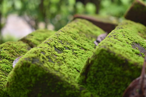 muschio, muffa, umido, struttura, ammuffito, modello, natura, verde, intemperie, mattone, colore verde, messa a fuoco selettiva, pianta, avvicinamento, cibo e bevande, nessuno, cibo, dolce, cibo dolce, crescita, giorno, freschezza, copertura, all'aperto, abbondanza, bellezza nella natura, indulgenza, tentazione, siepe, 4K, CC0, dominio pubblico, privo di copyright