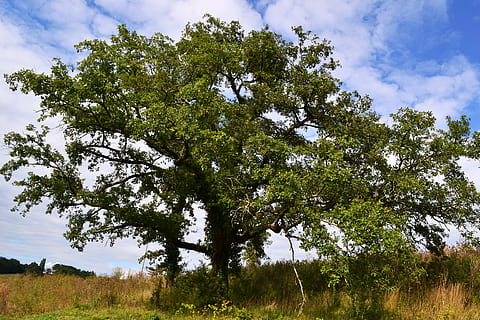 stejar, copac, natură, camp, peisaj, vară, dordogne, Franţa, plantă, cer, nor - cer, creştere, frumusețe în natură, mediu inconjurator, liniște, teren, nici o persoana, Culoarea verde, iarbă, zi, o scenă liniștită, scenice - natura, scenă non-urbană, în aer liber, 4K, CC0, domeniu public, fără drepturi de autor