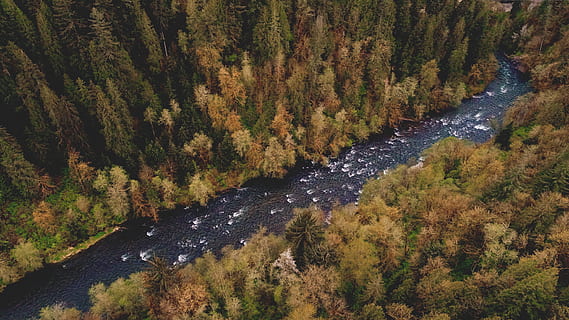 antenne, fotografering, flod, fyrretræer, flod mellem skov, luftfotografering, natur, efterår, landskab, scenics, Skov, udendørs, bjerg, træ, farvebillede, skønhed i naturen, vand, ingen mennesker, plante, vækst, høj vinkel visning, rolig scene, ro, scenics - natur, dag, ikke-urbane scene, jord, lave om, 5K, CC0, offentligt domæne, royaltyfrie