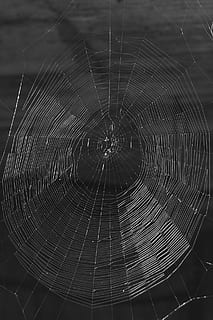 netwerk, spinneweb, threads, natuur, zwart, wit, achtergrond, spinnenweb, spin, laten vallen, spinachtige, detailopname, achtergronden, macro, dauw, insect, web, concentrisch, geen mensen, breekbaarheid, kwetsbaarheid, patroon, natuurlijk patroon, focus op de voorgrond, dag, buitenshuis, geleedpotige, schoonheid in de natuur, detail-, dierlijke thema's, ingewikkeldheid, 1080P, CC0, publiek domein, royaltyvrij