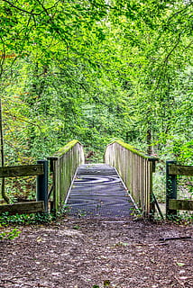 pont, bosc, camí forestal, naturalesa, verd, pont de fusta, escènic, fusta, fulles, arbres, lluny, transició, hdr, rang dinàmic alt, contrast, planta, arbre, dia, terra, creixement, cap gent, color verd, tranquil·litat, barana, a l'aire lliure, el camí a seguir, estructura construïda, direcció, connexió, arquitectura, bellesa a la natura, buit, 5K, CC0, domini públic, lliure de regalies