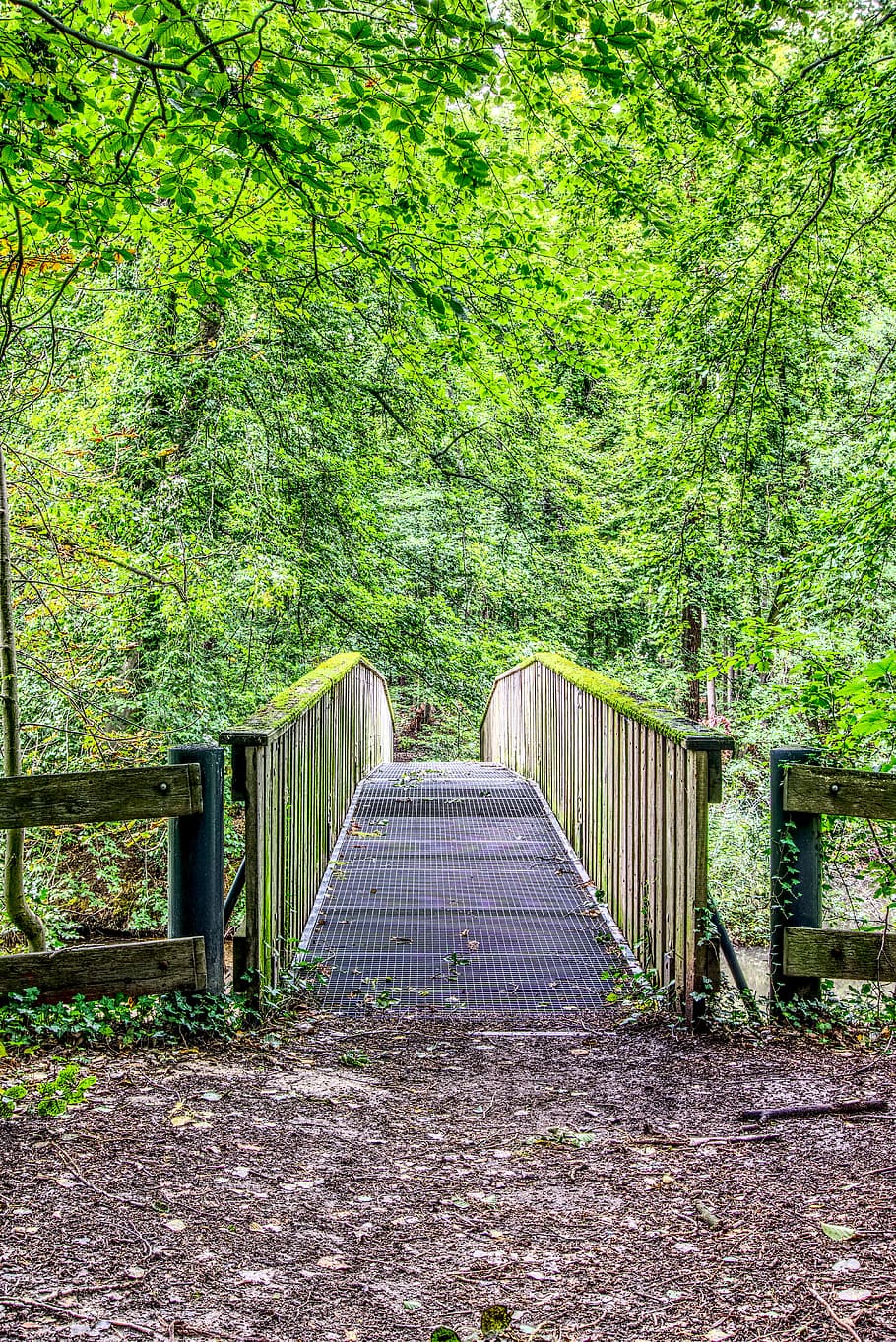 pont, bosc, camí forestal, naturalesa, verd, pont de fusta, escènic, fusta, fulles, arbres, lluny, transició, hdr, rang dinàmic alt, contrast, planta, arbre, dia, terra, creixement, cap gent, color verd, tranquil·litat, barana, a l'aire lliure, el camí a seguir, estructura construïda, direcció, connexió, arquitectura, bellesa a la natura, buit, 5K