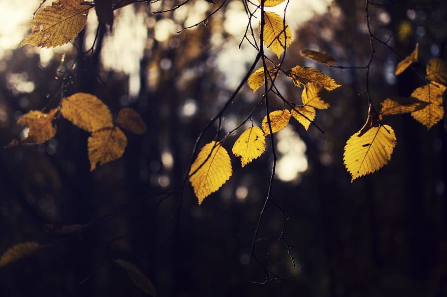 foto de tret macro, marró, fulles, arbre, arbre amb fulles grogues, enfocament selectiu, foto, flor, full, posta de sol, vespre, crepuscle, tardor, naturalesa, bosc, groc, temporada, a l'aire lliure, branca, bellesa a la natura, planta, color taronja, color daurat, imatge en color, cap gent, llum solar, centrar-se en primer pla, part de la planta, canvi, dia, creixement, tranquil·litat, primer pla, terra, condició natural, col·lecció de tardor, 5K