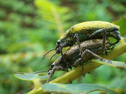 animale, împerechere, ambii, insecte, verde, fericit, frunze, tijă, galben, romantic, animale tematice, animale în sălbăticie, animal, animale sălbatice, un animal, insectă, nevertebrat, Culoarea verde, a închide, selectiv, nici o persoana, natură, zi, plantă, parte a plantelor, să se concentreze asupra primelor elemente, zoologie, partea corpului animalului, în aer liber, 2K, CC0, domeniu public, fără drepturi de autor