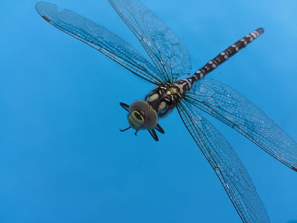 insetto, libellula, blu, fauna selvatica, invertebrato, temi animali, ala animale, animale, animali allo stato selvatico, un animale, volante, natura, nessuno, cielo, avvicinamento, giorno, all'aperto, Inquadratura dal basso, cielo sereno, zoologia, direttamente sotto, 2K, CC0, dominio pubblico, privo di copyright