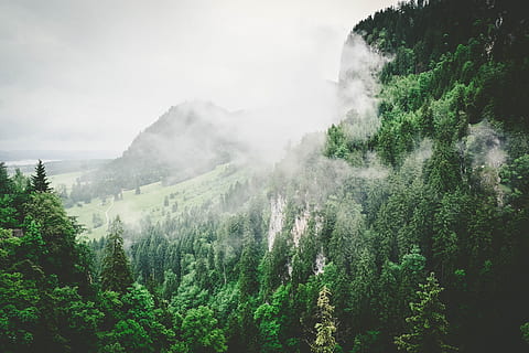 grønn, bladspirer, fjell, røyk, trær, dekket, tåke, skog, tre, Sky, natur, landskap, scenics, utendørs, grønn farge, skjønnhet i naturen, furutre, anlegg, landlige scene, dag, naturskjønnhet - natur, vekst, rolig scene, ro, ikke-urbane scene, land, ingen folk, himmel, miljø, sky - himmel, kraft i naturen, 5K, CC0, offentlig domene, opphavsrett gratis