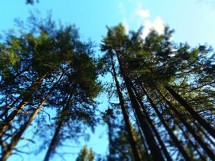 cime degli alberi, alberi, albero, superiore, natura, foresta, verde, vista, paesaggio, estate, all'aperto, cielo, alto, legna, tronco, pianta, Inquadratura dal basso, nessuno, crescita, bellezza nella natura, la tranquillità, messa a fuoco selettiva, giorno, ramo, terra, tronco d'albero, cielo sereno, alto - alto, bosco, direttamente sotto, albero di conifere, baldacchino di albero, bosco di pini, 4K, CC0, dominio pubblico, privo di copyright