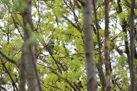 Vogel, Baum, sitzen, Feder, Natur, Pflanze, Wachstum, Flachwinkelansicht, Wald, Schönheit in der Natur, Tierwelt, Ast, ein Tier, Tiere in freier Wildbahn, Tierthemen, Tag, Land, Tier, keine Leute, Wirbeltier, Ruhe, grüne Farbe, draußen, 5K, CC0, gemeinfrei, lizenzfrei