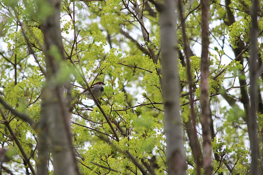 Vogel, Baum, sitzen, Feder, Natur, Pflanze, Wachstum, Flachwinkelansicht, Wald, Schönheit in der Natur, Tierwelt, Ast, ein Tier, Tiere in freier Wildbahn, Tierthemen, Tag, Land, Tier, keine Leute, Wirbeltier, Ruhe, grüne Farbe, draußen, 5K