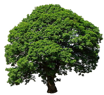 verd, marró, arbre 3, 3d, il·lustració, arbre, aïllat, blanc, fons, naturalesa, temporada, estiu, arbre aïllat, medi ambient, creixement, natural, forma, planta, color verd, cap gent, cel, fons blanc, vista d’angle baix, cel clar, tir de l'estudi, bellesa a la natura, dia, a l'aire lliure, tranquil·litat, arbre únic, tallar, fullatge, 1080P, CC0, domini públic, lliure de regalies