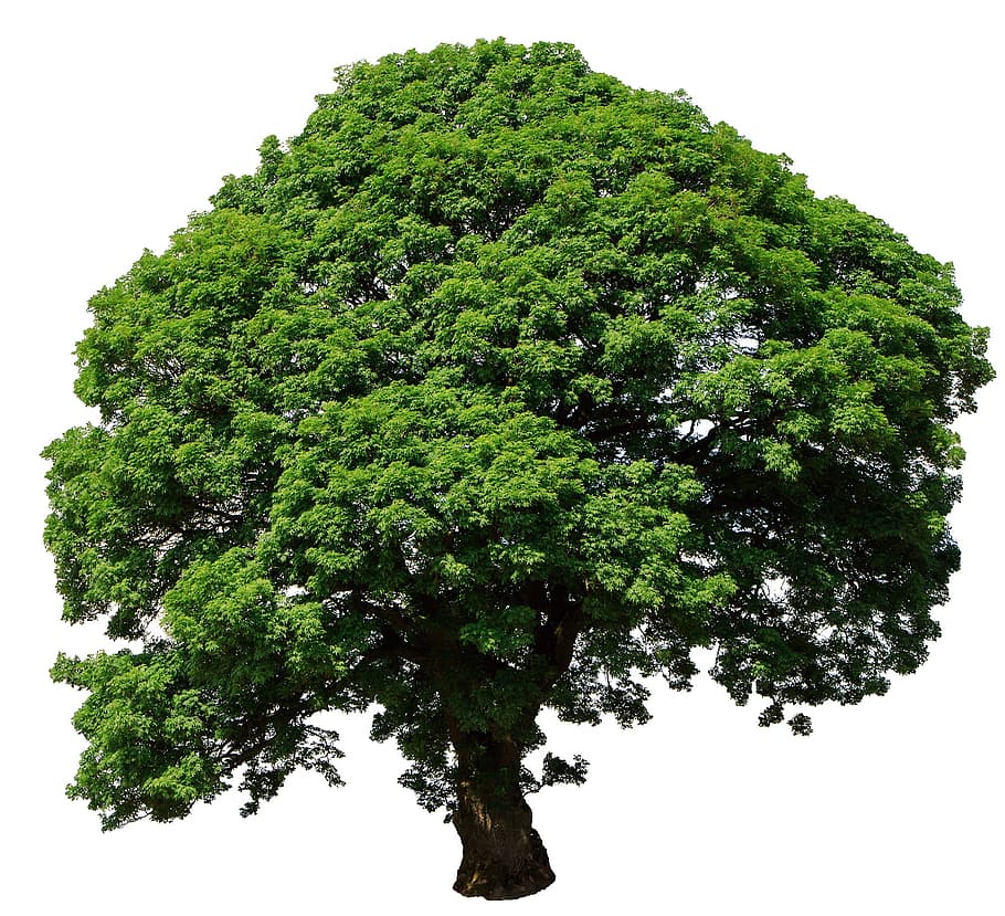 verd, marró, arbre 3, 3d, il·lustració, arbre, aïllat, blanc, fons, naturalesa, temporada, estiu, arbre aïllat, medi ambient, creixement, natural, forma, planta, color verd, cap gent, cel, fons blanc, vista d’angle baix, cel clar, tir de l'estudi, bellesa a la natura, dia, a l'aire lliure, tranquil·litat, arbre únic, tallar, fullatge, 1080P