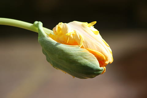tulipan, knap, forår, spire, gul, blomst, natur, plante, kronblad, tæt på, makro, blomsterhoved, enkeltblomst, skønhed i naturen, friskhed, blomstre, blad, botanik, mad og drikke, ingen mennesker, sund kost, fokus på forgrunden, blomstrende plante, Rose, rosenblomst, enkelt objekt, blomsterstand, mad, studio skud, farvet baggrund, udendørs, bægerblad, renhed, 4K, CC0, offentligt domæne, royaltyfrie