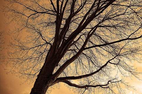 low-angle photo, leafless tree, tree top, tree, trunk, branches, bare branches, silhouette, contours, skeletal, winter tree, deciduous tree, branch, bare tree, plant, sky, no people, low angle view, nature, tree trunk, beauty in nature, tranquility, outdoors, scenics - nature, clear sky, backgrounds, sunset, day, dusk, tree canopy, 4K, CC0, public domain, royalty free