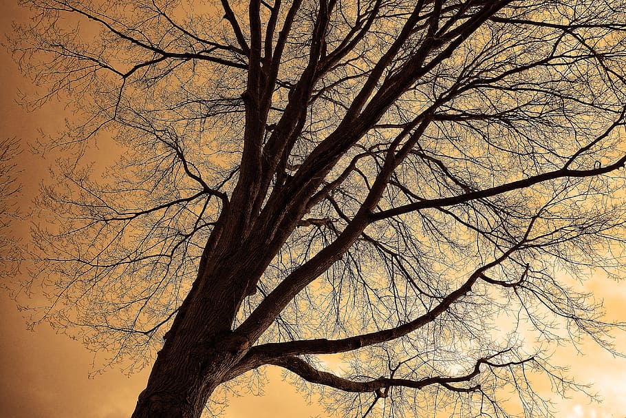 foto de baix angle, arbre sense fulles, arbre superior, arbre, tronc, branques, branques nues, silueta, contorns, esquelètic, arbre d’hivern, arbre caducifoli, branca, arbre nu, planta, cel, cap gent, vista d’angle baix, naturalesa, tronc de l'arbre, bellesa a la natura, tranquil·litat, a l'aire lliure, escenics - natura, cel clar, fons, posta de sol, dia, vespre, copa de l'arbre, 4K