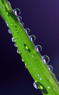 gotes, planta, macro, reflexió, rosada, tirar, humit, color verd, primer pla, bellesa a la natura, aigua, naturalesa, creixement, cap gent, frescor, vulnerabilitat, full, part de la planta, puresa, fragilitat, enfocament selectiu, tir de l'estudi, gota de pluja, a l'aire lliure, pluja, fulla d'herba, fons negre, temporada de pluges, 2K, CC0, domini públic, lliure de regalies