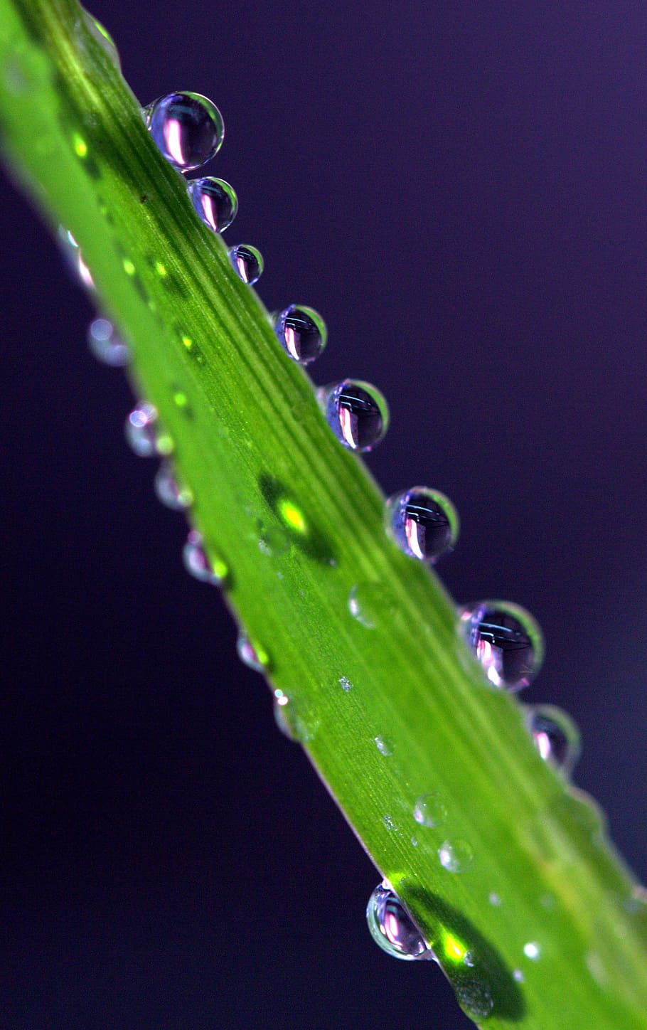 gotes, planta, macro, reflexió, rosada, tirar, humit, color verd, primer pla, bellesa a la natura, aigua, naturalesa, creixement, cap gent, frescor, vulnerabilitat, full, part de la planta, puresa, fragilitat, enfocament selectiu, tir de l'estudi, gota de pluja, a l'aire lliure, pluja, fulla d'herba, fons negre, temporada de pluges, 2K
